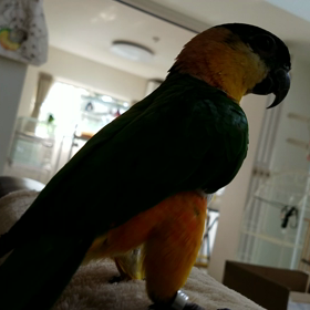 ズグロあろは　こんにちはちはちは動画の画像