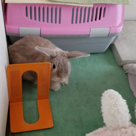 ファイト！！の画像