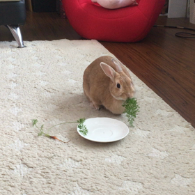 にんじんの葉の季節ですの画像