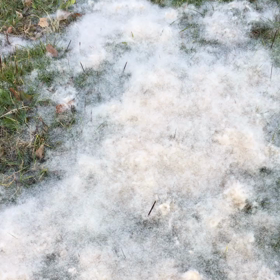 これは何の、、の画像