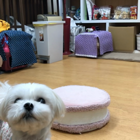 ポコ編。の画像