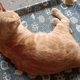 牠們的吃飯時間の画像