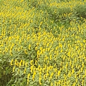 介護記録１１９（女王様）の画像