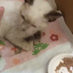 お迎えしてから☆の画像