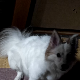 やしょくをよこせ〜！の画像