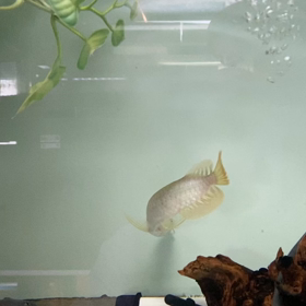 ★アロワナ入荷！その2！★の画像