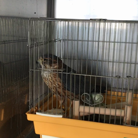 コチョウゲンボウの画像