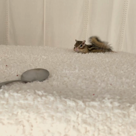 シマリス匍匐前進♪の画像