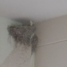 つばめの観察日記29日目(^-^)追記4の画像