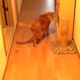 トロさん動画の画像