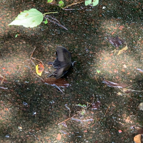 へったくそ〜〜（愛）　　（13）の画像