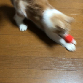 暴走 マロさん。の画像