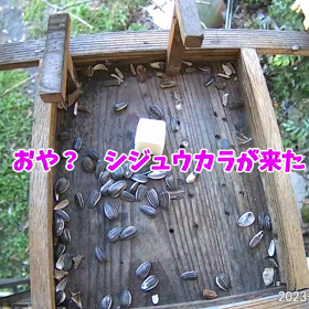 すぎぴたんの事件簿シーズン3　157話（牛脂もぐもぐ、シジュウカラ）の画像