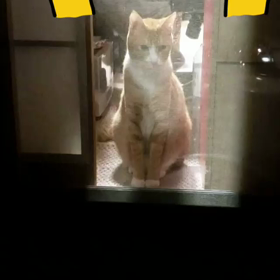 おかえりなさいーのお出迎えの画像