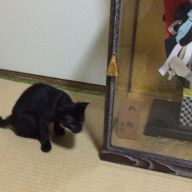 猛スピードで遊んでますwの画像