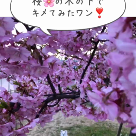 クンカブルの思い出^_^！の画像