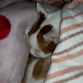 動画でも寝んね♪(´ε｀ )の画像