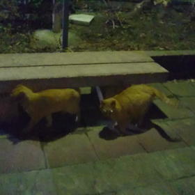 今夜のノラちゃんの画像