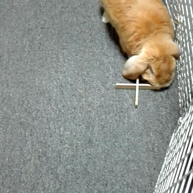 ウサギの寝技コテンの画像