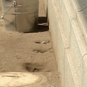 ずずめが、ね。の画像