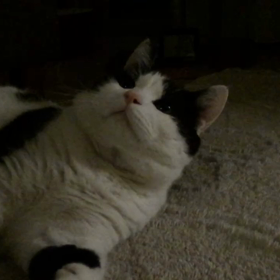 真剣白刃取りの画像