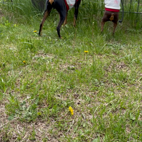 どうぶつ診療所への画像