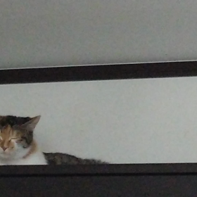 変な夢、しおちゃん発情中の画像