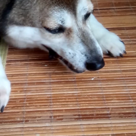 手作りジャーキーの画像