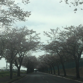 桜のトンネルの画像