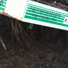 十和田ごぼう収穫の画像