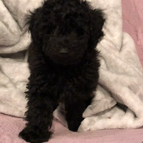 犬と暮らすその3 FalcoとGizmoの画像