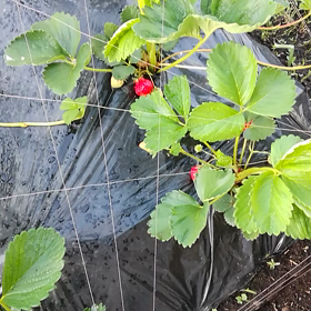 本日のうちの甘くて丸くて大きくてうまいあのいちごですの画像