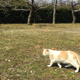 気付いた最近길고양이の画像