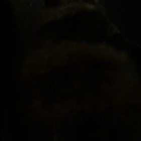 帰宅拒否の寝たふり猫の画像