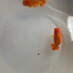 今週末は尾張、文化の大会です！の画像