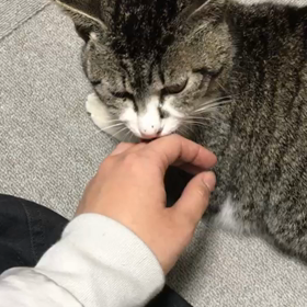 妊婦猫のホクロちゃん☺️の画像