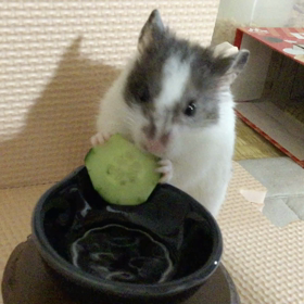 小さなハムスターはカメラ目線の画像