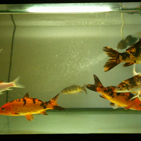 久し振りに錦鯉水槽です。の画像