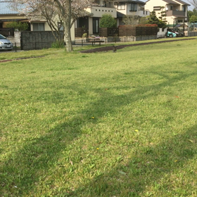 テンちゃんダッシュの画像