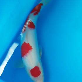 じゅうけ  つの画像