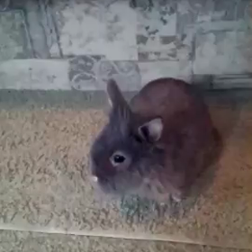 かくれんぼの画像