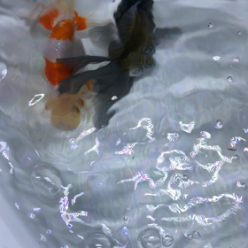 ぼちぼちの画像