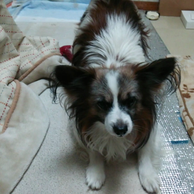 たまごしゃんの画像