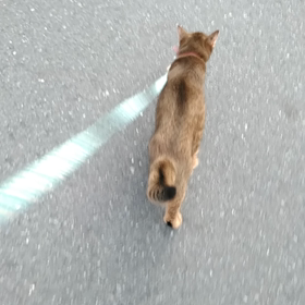 長年の夢だった　散歩の画像