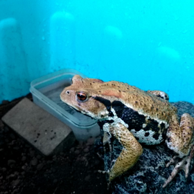 やっちまったなぁの画像