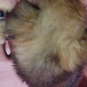 仔犬、動画で判断お願いしますの画像