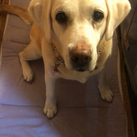 よもちゃんおやつ命、きんさんおもちゃ命の画像