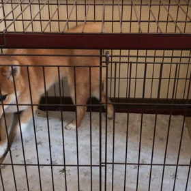 お留守番の画像