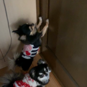 パパー❤︎の画像