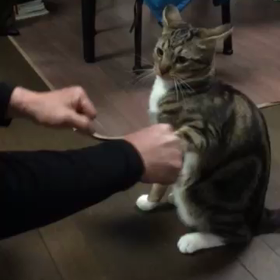 ボクサー見たいだねの画像